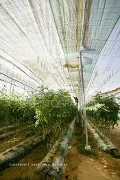 Image du Maroc Professionnelle de  Agriculture moderne au Sahara, un ouvrier utilise des échasses durant son travail sous une immense serre à Dakhla. Dans cette région la production des tomates en grappes bénéficie d’un climat phénoménalement ensoleillé, tempéré et régulier, Mardi 21 Novembre 2006.
Avec l'introduction des cultures sous abris serres, la région de Dakhla est devenue en très peu de temps célèbre pour ces productions de fruits et légumes destinés à l’export.   . (Photo / Abdeljalil Bounhar)